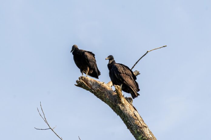 black vultures, vultures, buzzards, vulture, bird, nature, animal, feather, raptor, scavengers, plumage, wildlife, black, beak, vulture pair