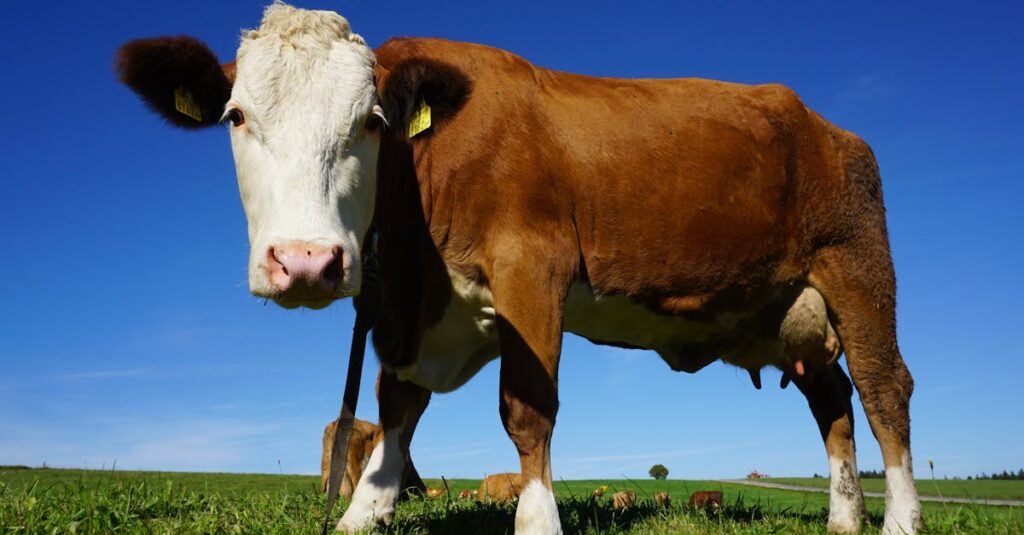 A close-up of a brown cow enjoying a sunny day in a vast green pasture.